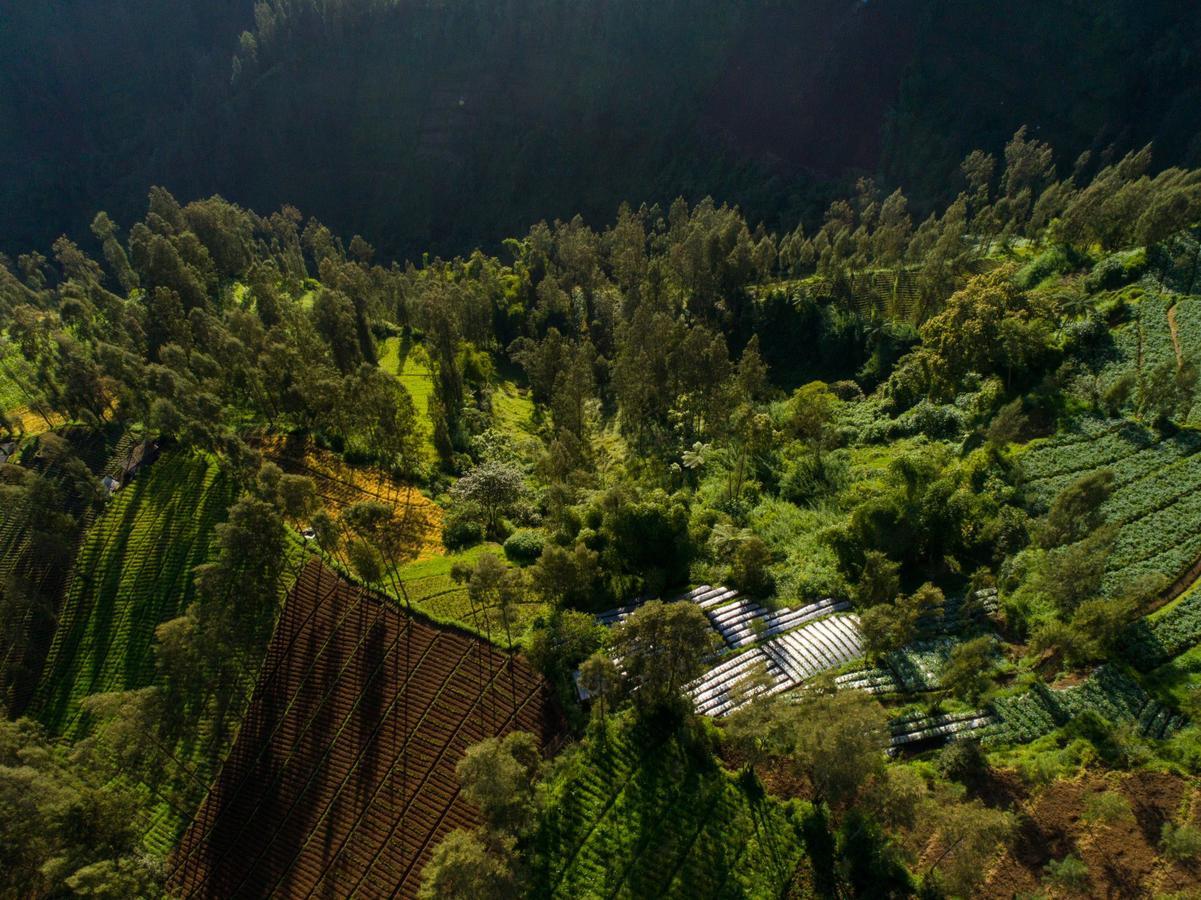 Hotel Plataran Bromo à Ngadiwano Extérieur photo