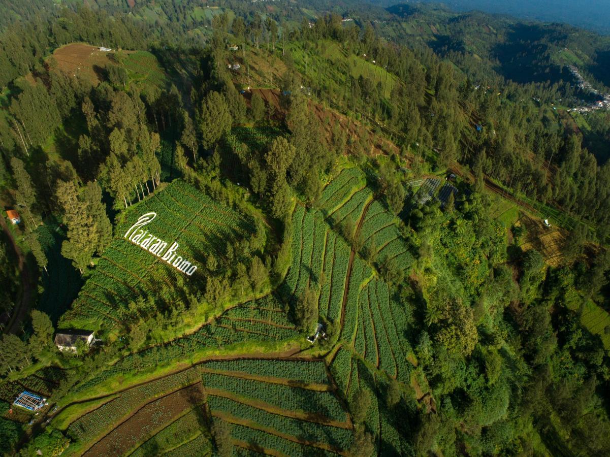 Hotel Plataran Bromo à Ngadiwano Extérieur photo